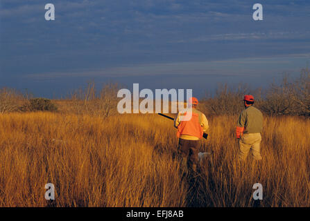 Texas quaglia cacciatori si avvicina un inglese un puntatore di puntamento del cane un gruppo di quaglia Foto Stock