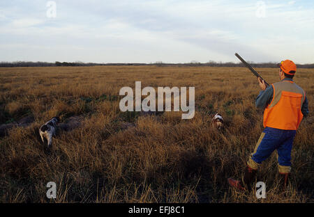 Texas quaglia hunter avvicina due Epagneul Breton cani puntando una covey di quaglia Foto Stock