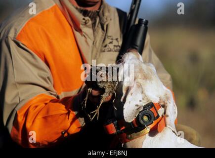 Un Texas quaglia hunter holding Bobwhite quaglia (Colinus virginianus) con il suo cane durante la caccia in un ranch Foto Stock