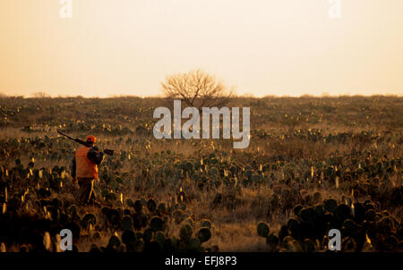 Un cacciatore di quaglia passeggiate attraverso cactus mentre caccia il Texas del Sud Foto Stock