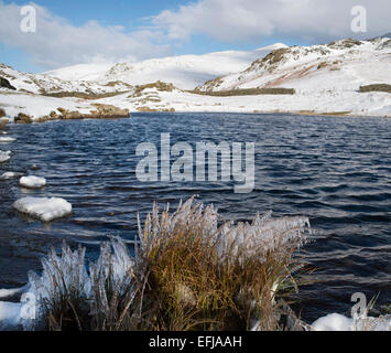 Erba congelato sul bordo di Alcock Tarn, Lake District inglese. Foto Stock