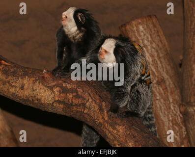 Due bianco brasiliano di testa o di tufted ear callitrici (Callithrix geoffroyi) Foto Stock