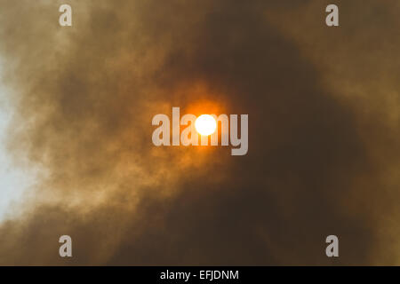 Fumo di combustione controllata di alberi e vegetazione nella nuova foresta oscura il sole Foto Stock