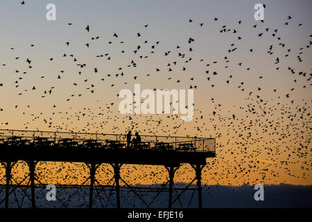 Aberystwyth, Wales, Regno Unito. 5 febbraio, 2015. Regno Unito Meteo. Migliaia di storni gregge intorno alla fine di Aberystwyth pier al tramonto Credito: Alan Hale/Alamy Live News Foto Stock