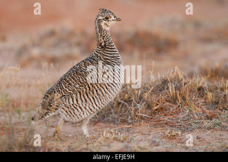 Minore - Prairie-Chicken Tympanunchus pallidicinctus - femmina Foto Stock