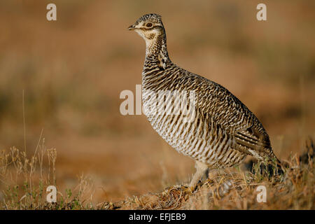 Minore - Prairie-Chicken Tympanunchus pallidicinctus - femmina Foto Stock