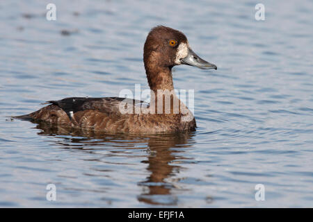 Lesser Scaup - Aythya affinis - femmina Foto Stock