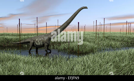 Mamenchisaurus camminando attraverso le zone umide. Foto Stock