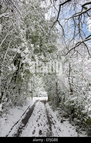 Neve pesante di appesantire Holly rami di alberi in un paese di lingua inglese lane. Foto Stock