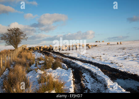 Pecore alimentando il fieno nella neve vicino a Cerrigydrudion, il Galles del nord Foto Stock