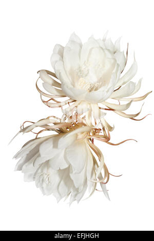 Epiphyllum oxypetalum su sfondo bianco Foto Stock