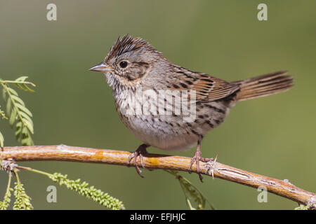 Lincoln è Sparrow - Melospiza lincolnii Foto Stock