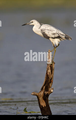 Little Blue Heron - Egretta caerulea - immaturo Foto Stock