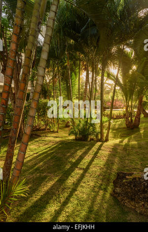 Early sunrise tra le palme Foto Stock