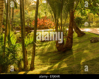 Early sunrise tra le palme Foto Stock