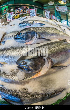 Selvatici freschi Alaskan salmone King in vendita presso il Pike Place Mercato del Pesce in stallo il Pike Place Market, Seattle, Washington, Stati Uniti d'America Foto Stock