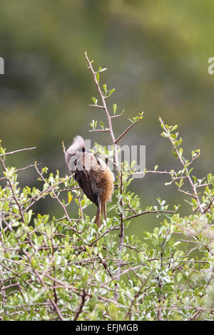 Chiazzato Mousebird (Colius striatus) seduto in una boccola nel Amakhala Game Reserve, Capo orientale, Sud Africa. Foto Stock