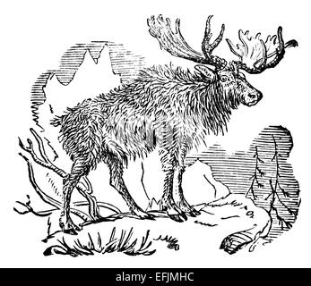 Incisione in stile vittoriano di un elk. Restaurata digitalmente immagine da una metà del XIX secolo enciclopedia. Foto Stock
