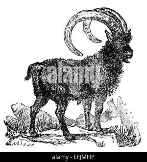 Incisione in stile vittoriano di un IBEX. Restaurata digitalmente immagine da una metà del XIX secolo enciclopedia. Foto Stock