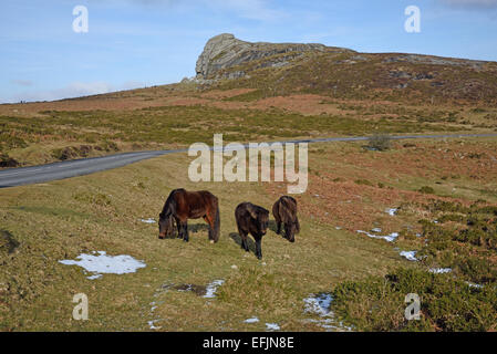 Dartmoor pony vicino Haytor, Dartmoor National Park, Devon, Regno Unito Foto Stock