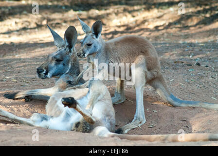 Canguro rosso madre e Joey, Alice Springs, Australia centrale Foto Stock