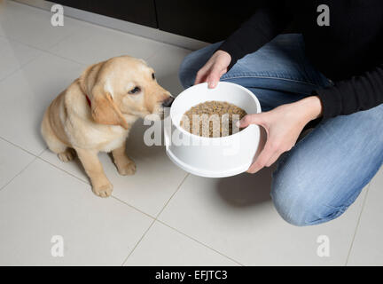 Giallo Labrador Golden Retriever cucciolo mix di attesa con impazienza per il proprietario di mettere giù una plastica ciotola di cibo Foto Stock