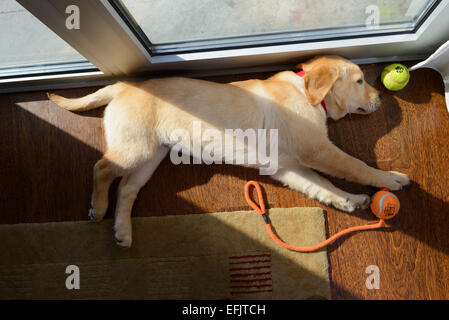 Giallo simpatico Labrador Golden Retriever cucciolo mix di dormire sul suo lato Foto Stock