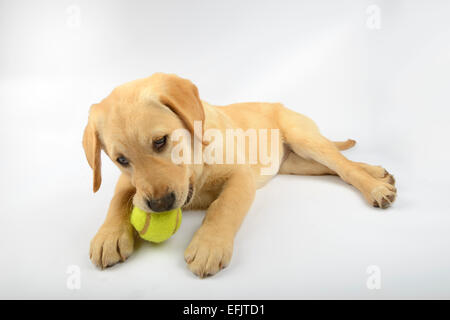 Giallo simpatico Labrador Golden Retriever cucciolo mix giocando con una palla da tennis Foto Stock