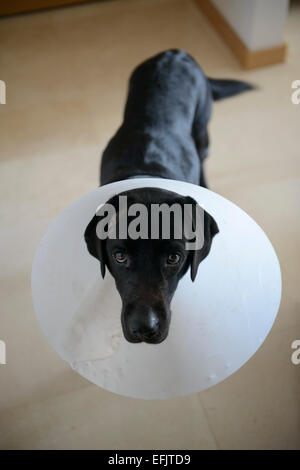 Feriti black Labrador Retriever indossando un cono di cane Foto Stock