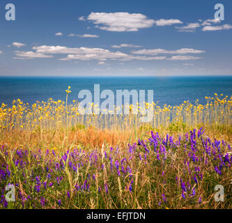 Fiori Selvatici ed erbe sull Oceano Atlantico a riva di Prince Edward Island, Canada. Foto Stock