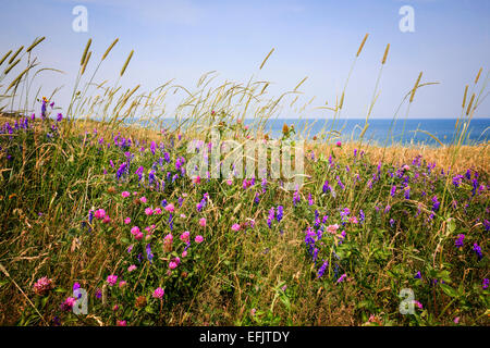 Fiori Selvatici ed erbe sull Oceano Atlantico a riva di Prince Edward Island, Canada. Foto Stock