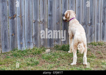 Giovani femmine goldendoodle cane in giardino guardando attraverso una recinzione Foto Stock