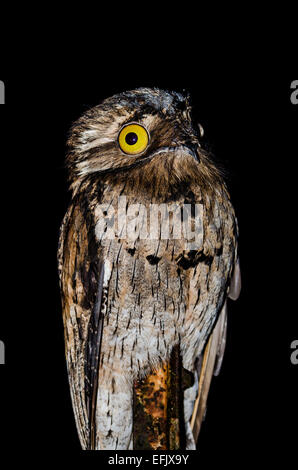 Un Potoo settentrionale (Nyctibius jamaicensis) a notte. Belize, America centrale. Foto Stock