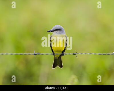 Un Tropical Kingbird (Tyrannus melancholicus) arroccato su un barbiglio recinto di filo. Belize, America centrale. Foto Stock