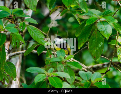 Un maschio bianco-collare (Manakin Manacus candei) nell'albero. Belize, America centrale. Foto Stock