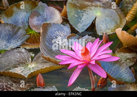 Lotus fiore rosa Foto Stock