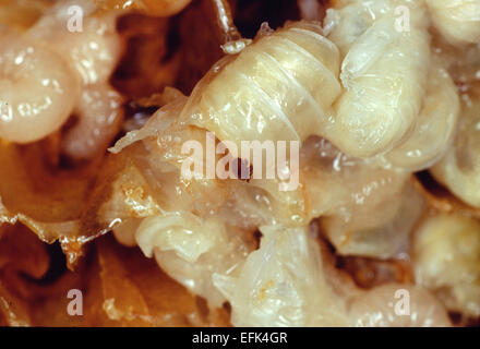 Un acaro Varroa sul drone brood. L'acaro Varroa (Varroa destructor) è un 1.1 mm e 1.6 mm acaro dalla famiglia Varroidae che vive come un parassita delle api mellifere. Foto: Klaus Nowottnick Data: 11 Maggio 2007 Foto Stock