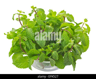 Mentha cordifolia Opiz noto come menta, isolare su sfondo bianco e il tracciato di ritaglio Foto Stock