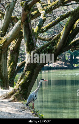 Un airone grigio (Ardea cinerea) sorge sul bordo di un lago nei giardini di Ritsurin-koen, Takamatsu, Giappone Foto Stock