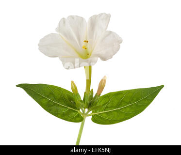 Quattro ore di fiore isolato su sfondo bianco Foto Stock