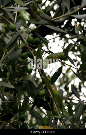 Frutto di un albero di ulivo (Olea europaea). È anche chiamato vero albero di olivo. È spesso una struttura nodose in genere di alberi di ulivo (olea). Dal IV millennio a.c. è cresciuto come un raccolto. L'olio del suo frutto è popolare per migliaia di anni fino a quando toda Foto Stock