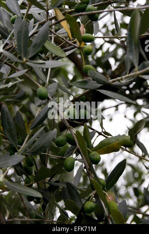 Frutto di un albero di ulivo (Olea europaea). È anche chiamato vero albero di olivo. È spesso una struttura nodose in genere di alberi di ulivo (olea). Dal IV millennio a.c. è cresciuto come un raccolto. L'olio del suo frutto è popolare per migliaia di anni fino a quando toda Foto Stock