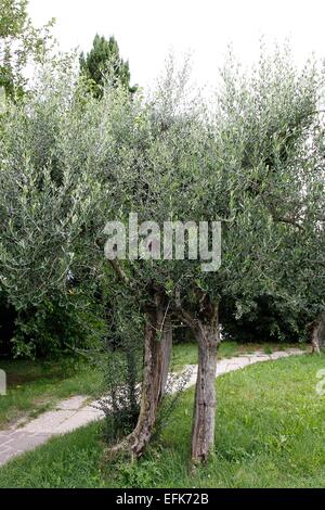 Un albero di olivo (Olea europaea). È anche chiamato vero albero di olivo. È spesso una struttura nodose in genere di alberi di ulivo (olea). Dal IV millennio a.c. è cresciuto come un raccolto. L'olio del suo frutto è popolare per migliaia di anni fino ad oggi. Foto: Foto Stock