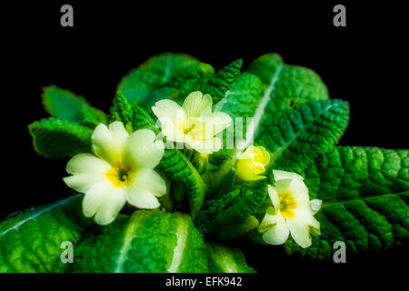 Primrose - Primula vulgaris, messaggero di primavera. La primula è uno dei primi fiori di primavera. Intento artistico soft focus Foto Stock