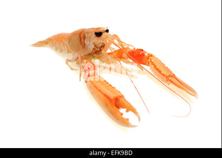Crostacei scampi isolato su uno sfondo bianco Foto Stock