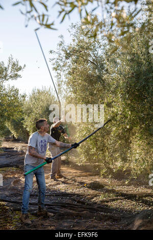 La raccolta delle olive olio di oliva Antequera Malaga Andalusia Spagna Foto Stock