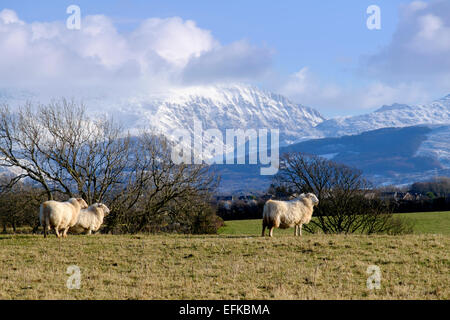 Pecore in un campo con vista sulla neve Carneddau montagne di Snowdonia oltre. Llanfair PG Isola di Anglesey Wales UK Gran Bretagna Foto Stock