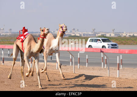 Cammelli racing su una pista nel deserto di Abu Dhabi. Il robot fantini sono controllati dal jockey umana nella Chase auto Foto Stock