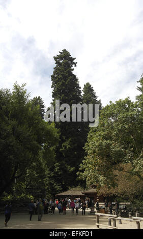 Nuvole bianche giornata soleggiata ritratto di persone in cammino verso gli alberi di entrata di cui sopra dal Centro Visitatori, Muir Woods, San Francisco, Stati Uniti d'America Foto Stock