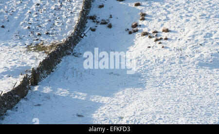 Asciugare la parete di pietra e le ombre nella neve su terreno coltivato. Scottish Borders, Scozia Foto Stock